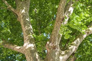 Fototapeta premium Acer platanoides Drummondii big tree detail view. Nature plants photography. Amazing light in the middle of the day.
