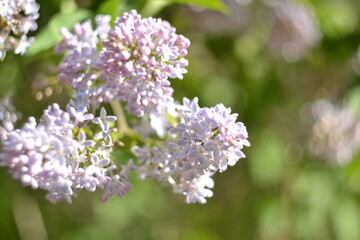 Obraz premium Tender purple lilac, blurred background