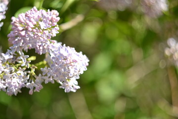 Tender purple lilac, blurred background