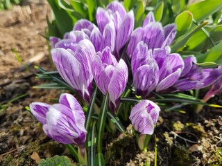 blooming purple and white Crocus in spring