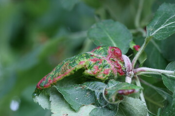 Red swollen spots on the leaves of the apple tree from the defeat of aphids