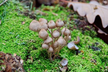 autumn leaves on the ground
