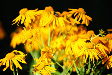nula britannica flowers known also as British yellowhead