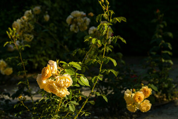 Beautiful and colourful roses in a yard from a house garden. Nature flowers photography.