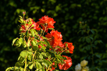 Beautiful and colourful roses in a yard from a house garden. Nature flowers photography.