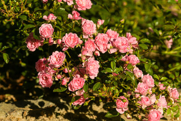 Beautiful and colourful roses in a yard from a house garden. Nature flowers photography.
