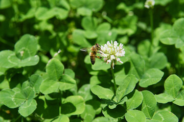ミツバチとクローバー