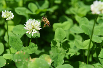 ミツバチとクローバー