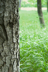 photo of tree bark close-up. behind the tree, green grass is visible, on which the bright sun is shining. the photo shows the structure of the bark in detail. the photo is perfect for a photo backgrou