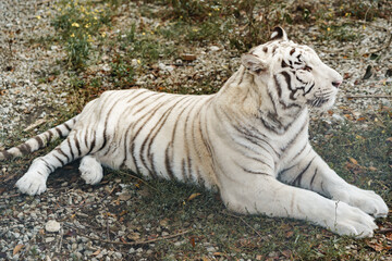 Beautiful white tiger lying in the zoo