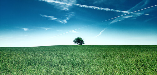 Das Stillleben eines einsamen Baumes im minimalistischen Stil am Horizont - Auf einem großen, grünen Feld steht dieser einsame Baum unter einem saftigen, strahlend blauem Himmel - Der Baum des Lebens  - obrazy, fototapety, plakaty