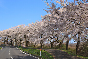 Obraz premium 加護坊山の桜並木 日本 宮城県大崎市田尻