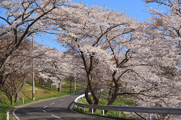 Obraz premium 加護坊山の桜並木 日本 宮城県大崎市田尻