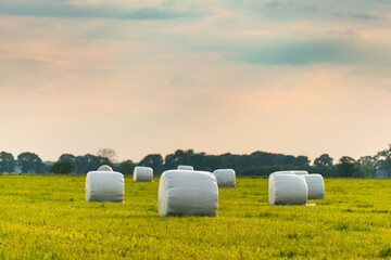 Haylage bales wrapped in white foil will provide food for farm animals during the winter. A green meadow in the background of the setting sun after summer hay. - 437838853