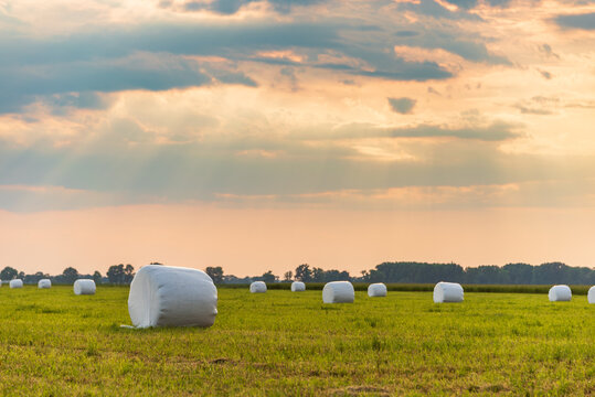 Haylage bales wrapped in white foil will provide food for farm animals during the winter. A green meadow in the background of the setting sun after summer hay.