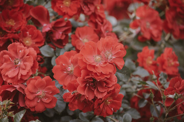  red rose against the backdrop of green leaves on a shrub in the garden in summer day