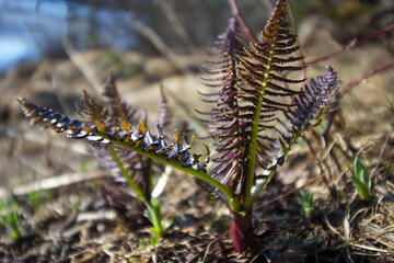 Ergaki National Park Russia