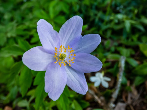 Single spring wood anemone - Anemone nemorosa Allenii - large wonderful lavender-blue or silvery blue flower with seven petals (named after James Allen) in a shade