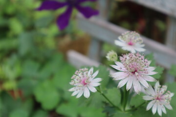 アストランティア