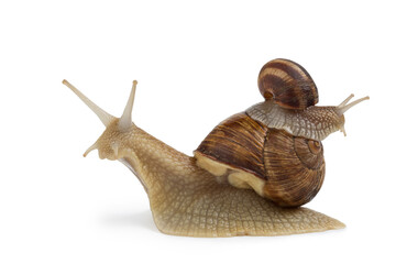 a large grape snail is crawling and a small snail sits on its shell in the opposite direction, concept