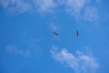 Fototapeta na wymiar bird of prey hunting against the background of blue sky on a warm summer day