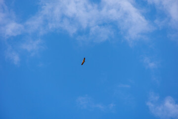bird of prey hunting against the background of blue sky on a warm summer day