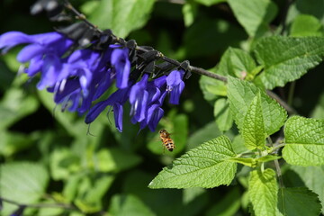 ミツバチとサルビアの花