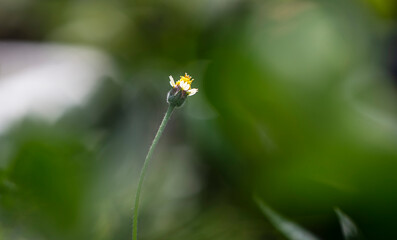 close up white flower with blurred background