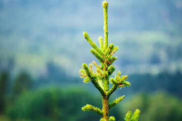 Tree top of an evergreen spruce tree