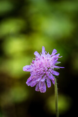 Purple forest flower against a blurred background