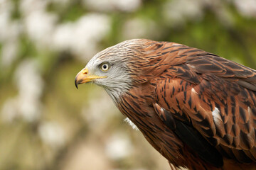 A head of a Red kite, bird of prey portrait,. In side view, yellow eye and beak. White blossom in the background