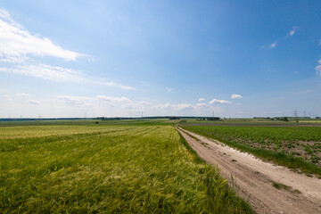 Krajobraz rolniczy w Polsce. Droga dojazdowa do pól uprawnych.  - obrazy, fototapety, plakaty