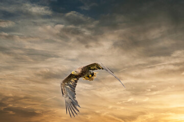 European Bald Eagle flies in a dramatic brown gold colored sky. Flying bird of prey during a hunt. Outstretched wings in search of prey