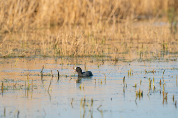 An American Coot, with red eyes. Swims between reeds and grass in the lake. With its reflection on the surface