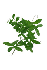 Branch with green leaves isolated on white background.	
