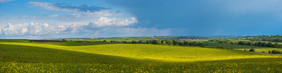 Spring evening view with rapeseed yellow blooming fields in sunlight with cloud shadows.