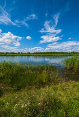 Small picturesque rushy lake. Sunny, summer day.