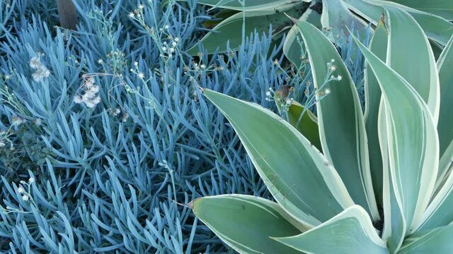Blue agave leaves, succulent gardening in California, USA. Home garden design, yucca, century plant or aloe. Natural botanical ornamental mexican houseplants, arid desert floriculture. Calm atmosphere