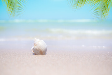 Sea shell and sand beach with leaves palm or coconut and soft wave at coast with blue sea. nature ocean outdoor.tropical tourist vacation summer travel in holidays concept.