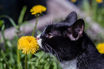 A black and white cat in the grass in the sun sniffs a yellow dandelion flower.