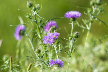 Fleurs de chardon