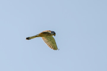 A Kestrel bird of prey hovers against a beautiful blue sky. hunting for prey
