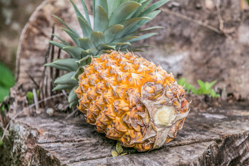 Freshly picked sweet organic pineapple from the garden in Choiseul province, Solomon Islands.