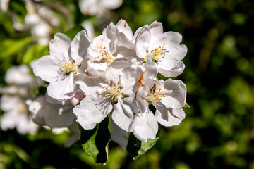 Blooming apple tree branch in the sun close-up.