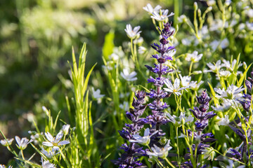 Meadow flowers in a sunny meadow bloom with beautiful flowers.