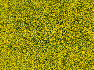 overhead top view of yellow booming rapped cabbage