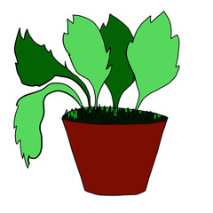 home plants, flowerpots, botany, vegetation, green leaves and stems, flowers,flowers, It will improve your sales. , socks. print on any type of textiles,business cards, porcelain, paperware, flyers, l