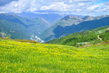 Green pastures and yellow flowers on the Alpe di Mera plateau in Valsesia, Piedmont, Italy in...