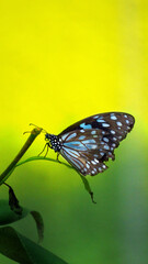 Butterfly in the Greens