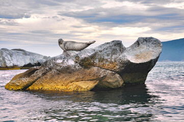 Ringed seal on a rock. The coast of the Sea of Japan.
